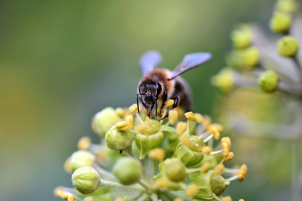 bee, insect, flower-8287257.jpg
